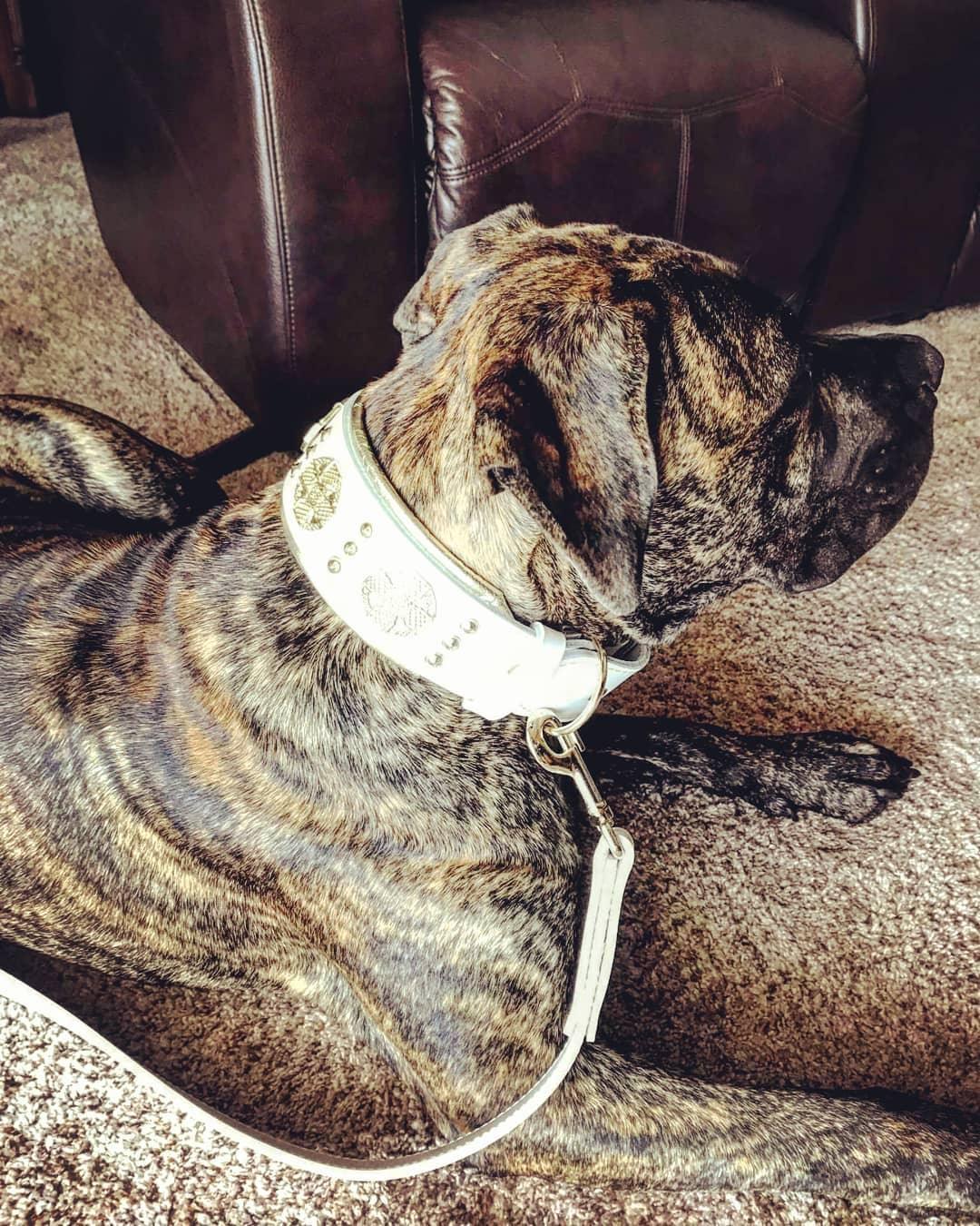 The "Maximus" leash white & gold by Bestia Dog Gear