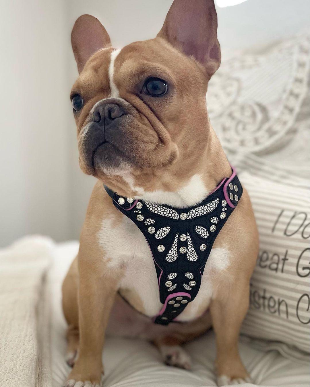 The ''Ariel'' harness Small to Medium Size by Bestia Dog Gear