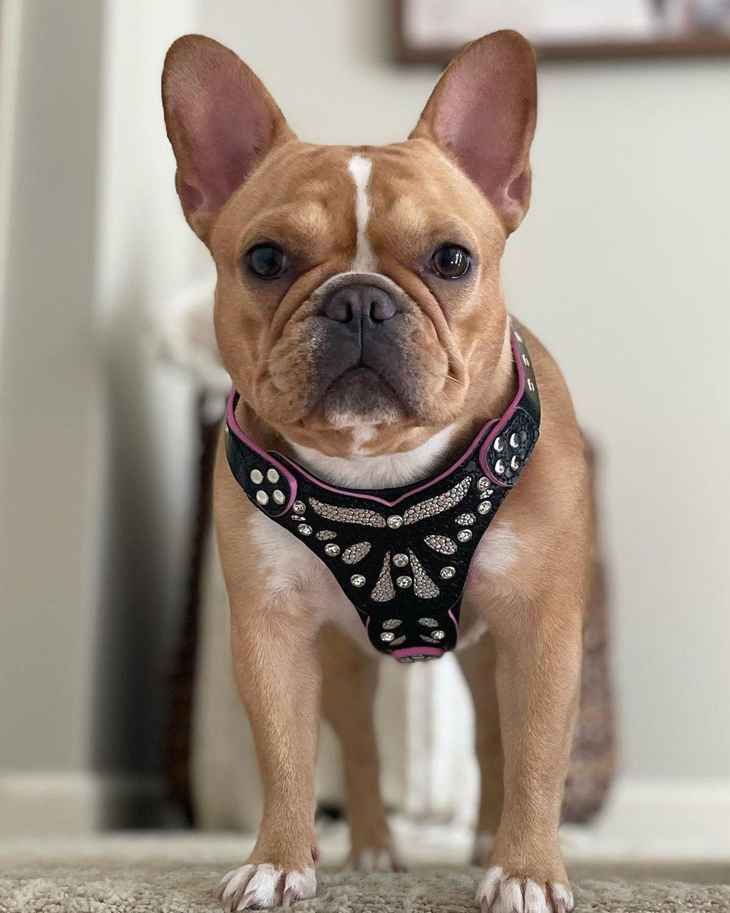 The ''Ariel'' harness Small to Medium Size by Bestia Dog Gear