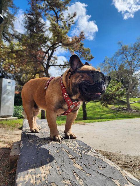 The ''Eros'' harness black Medium Size by Bestia Dog Gear