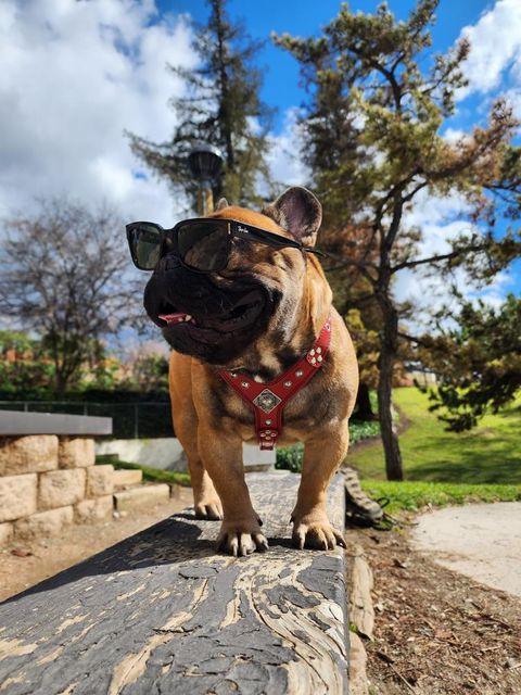 The ''Eros'' harness Black & Orange Small to Medium Size by Bestia Dog Gear