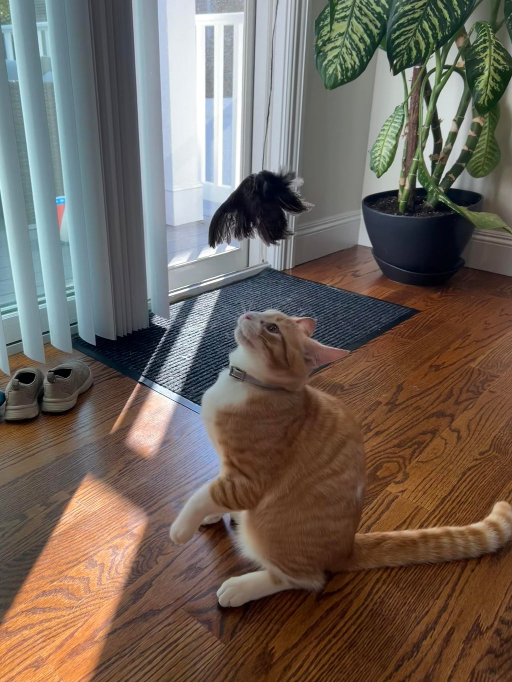 Wing on String Cat Toy - Real Bird Wing Dog Training Supplies & Accessories, Quail Wing Bird Scent Interactive Play for Cats, Hunting Dog Training Bird Retrieval Cat Trainer by Quailz.com by Undique LLC