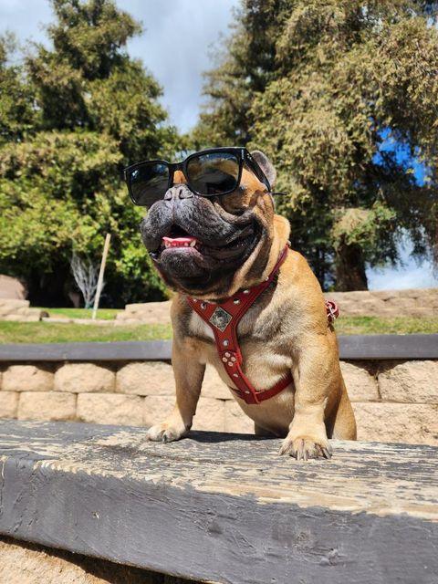 The ''Eros'' harness Black & Orange Small to Medium Size by Bestia Dog Gear