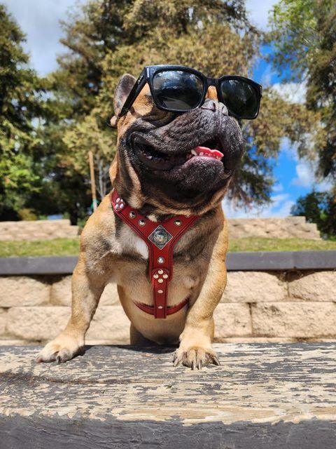 The ''Eros'' harness Black & Red Small to Medium Size by Bestia Dog Gear
