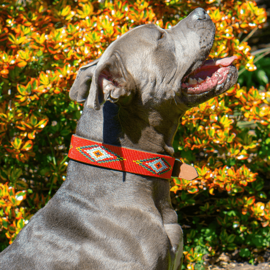 Red Vogue Sambboho dog collar by Sambboho