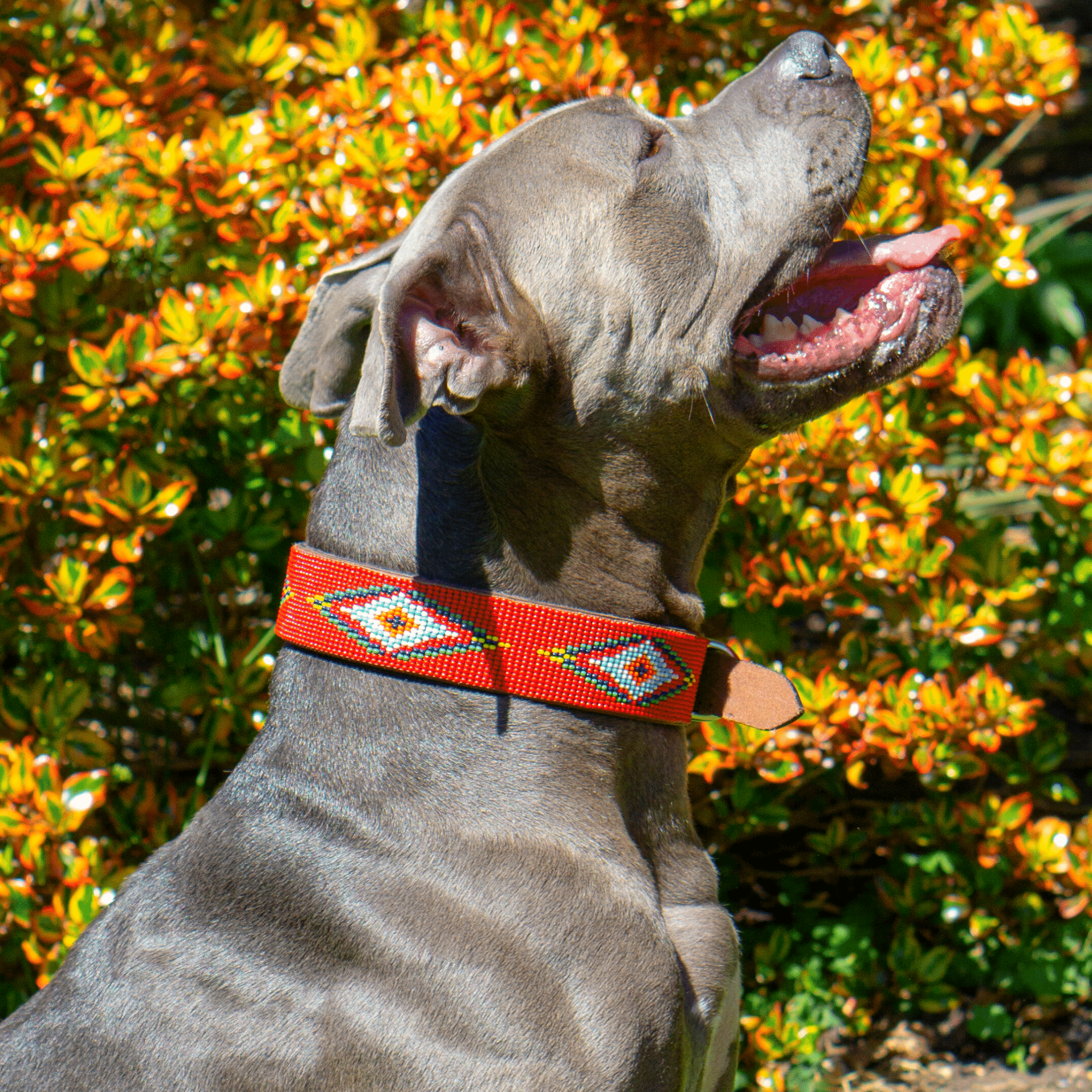 Red Vogue Sambboho dog collar by Sambboho