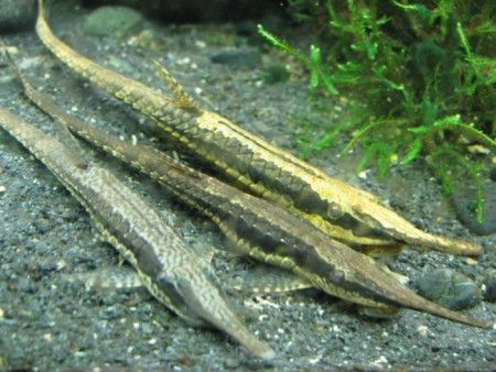 Longnose Twig Catfish (Farlowella gracilis) by Danaqua Live Fish & More