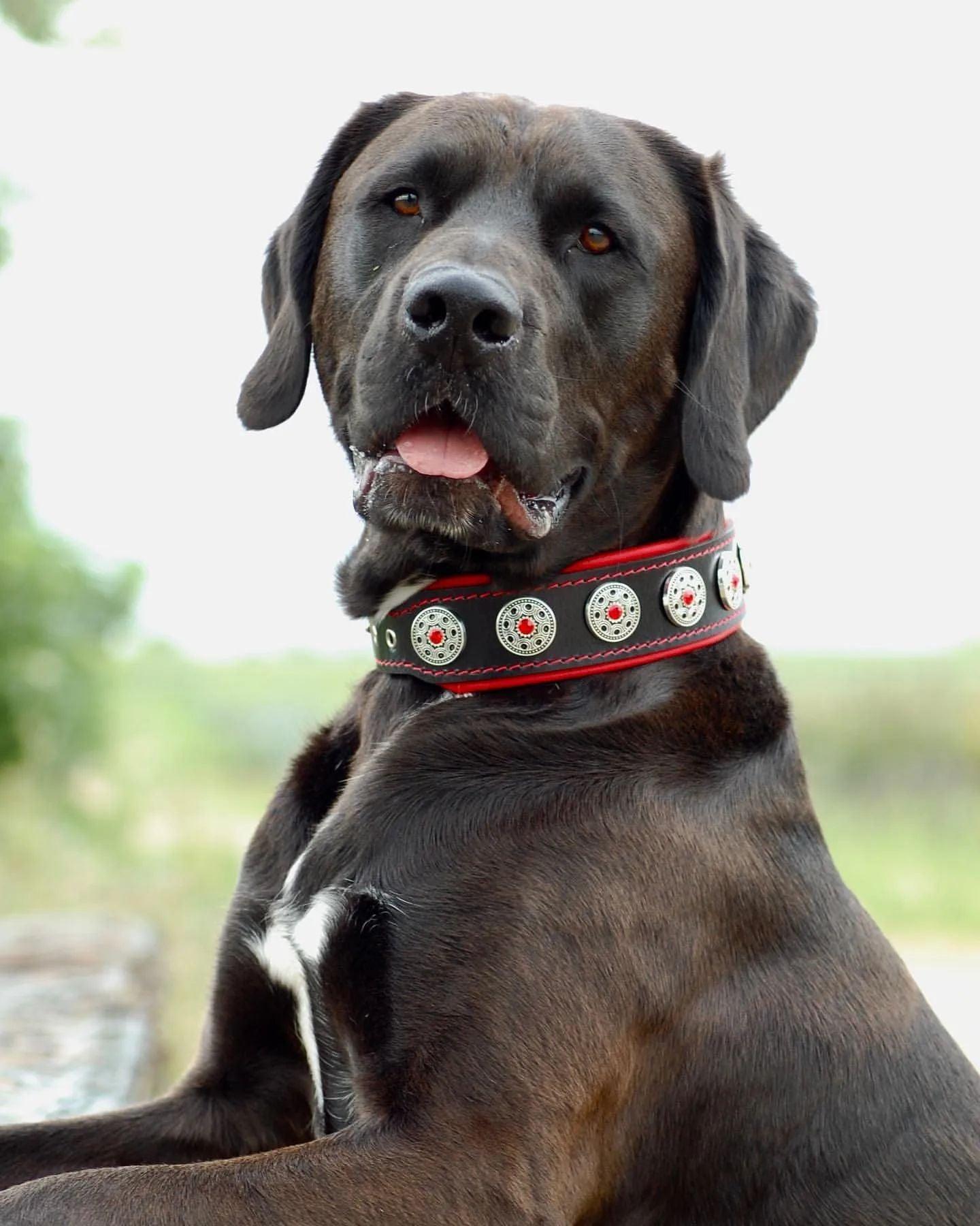 "Bijou" collar black & red by Bestia Dog Gear