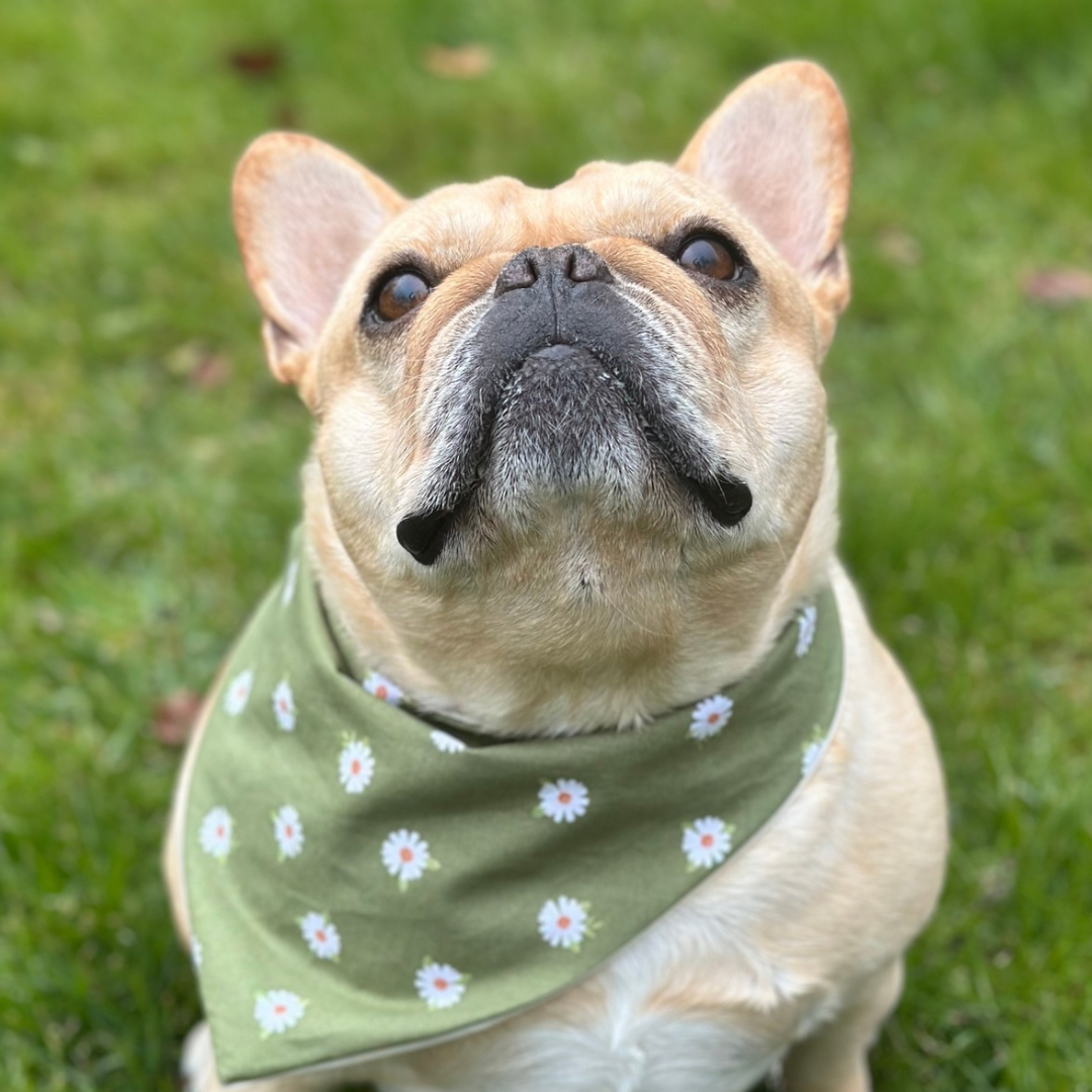 Daisy Dog Bandana by Happy Tails Outfitters