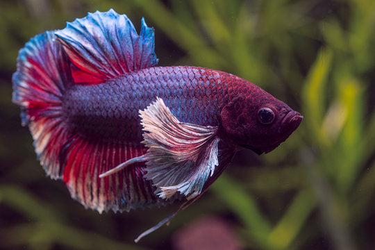 Elephant Ear Betta by Danaqua Live Fish & More