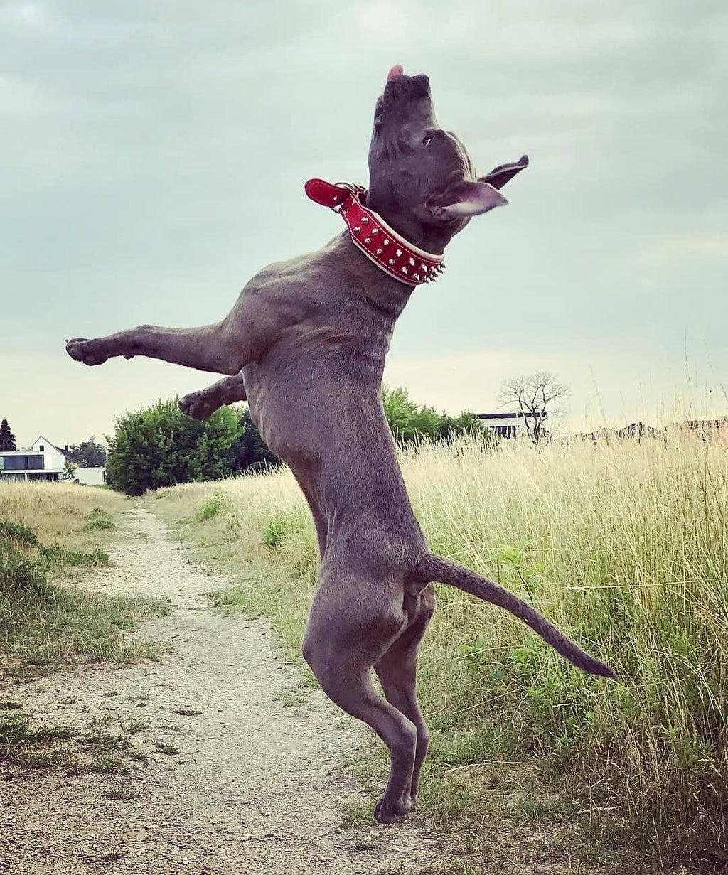 Red "Frenchie" collar by Bestia Dog Gear