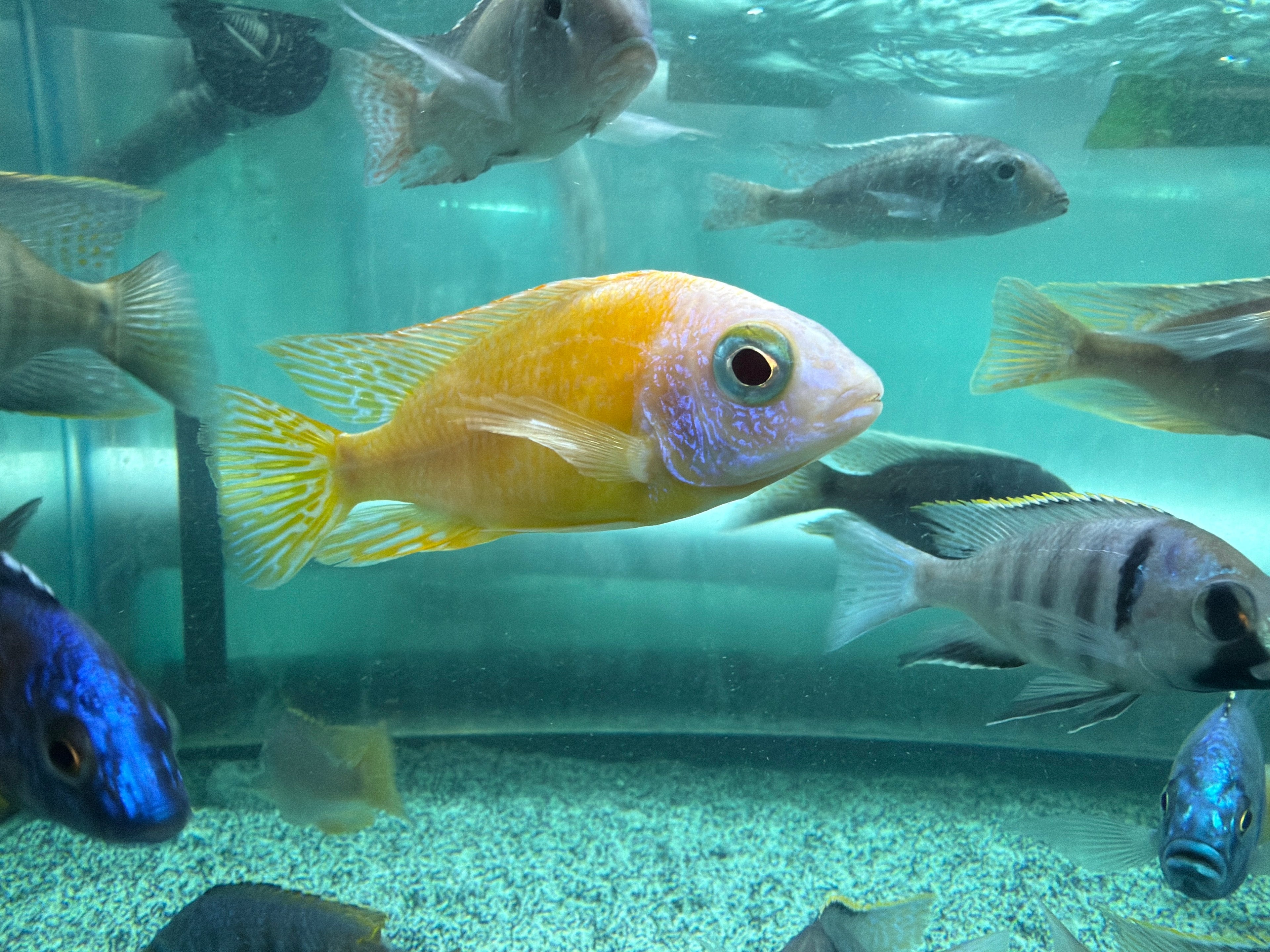 Taiwan Reef Cichlid (Protomelas sp. "Steveni Taiwan") by Danaqua Live Fish & More