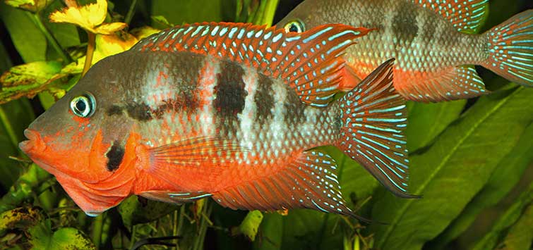 Firemouth Cichlid (Thorichthys meeki) by Danaqua Live Fish & More