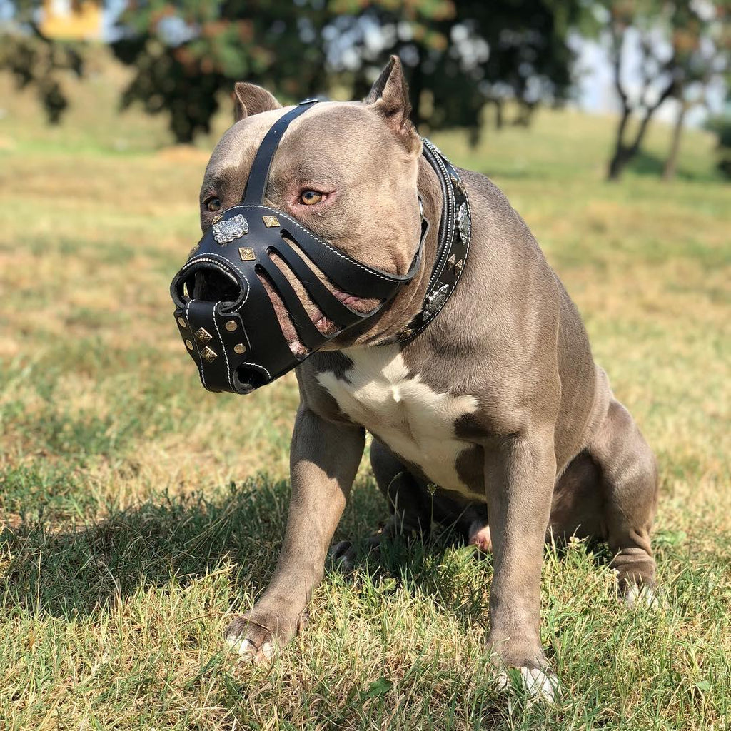 ''Aztec'' Dark Brown Basket Muzzle by Bestia Dog Gear