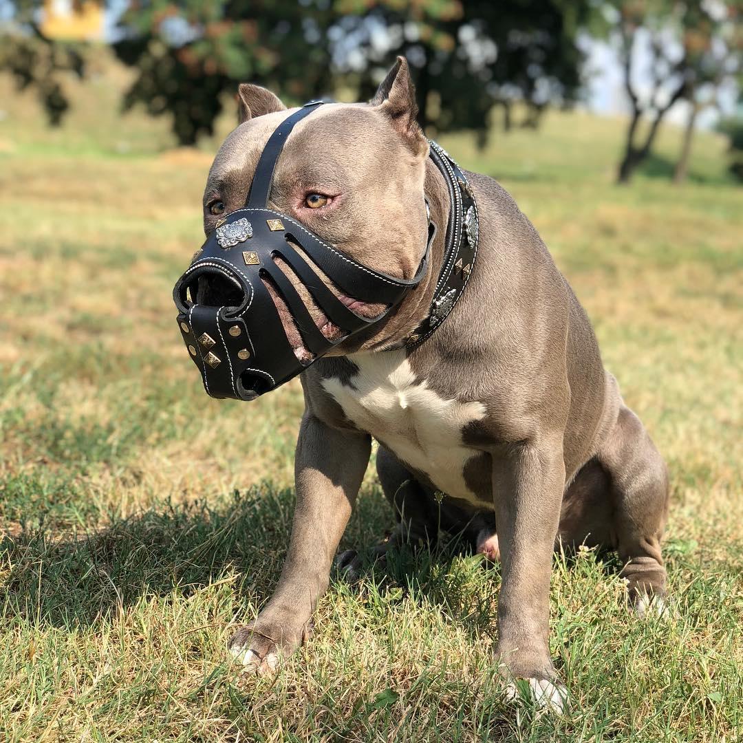 ''Aztec'' Dark Brown Basket Muzzle by Bestia Dog Gear