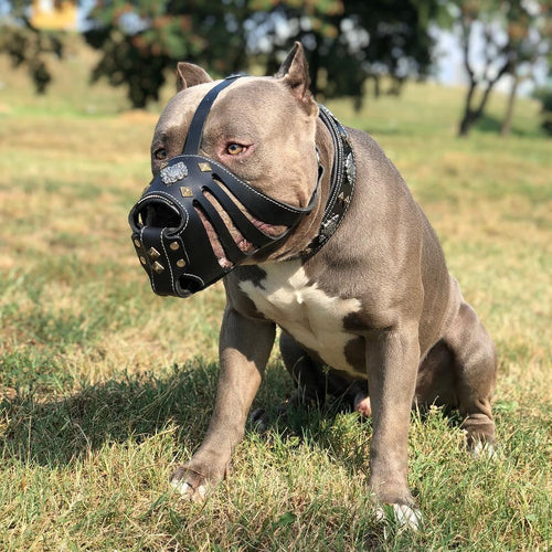 ''Aztec'' Dark Brown Basket Muzzle by Bestia Dog Gear
