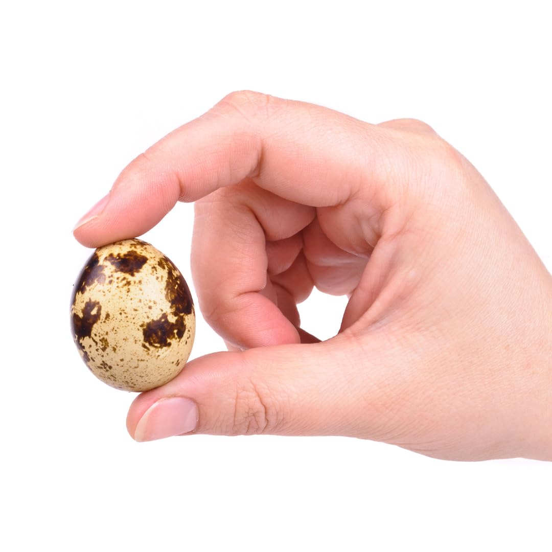 Empty Whole Eggshells Quail Eggs Hollowed - Set of 10 Cleaned Hollow Quail Eggs Perfect for Crafting and Decoration by Quailz.com by Undique LLC
