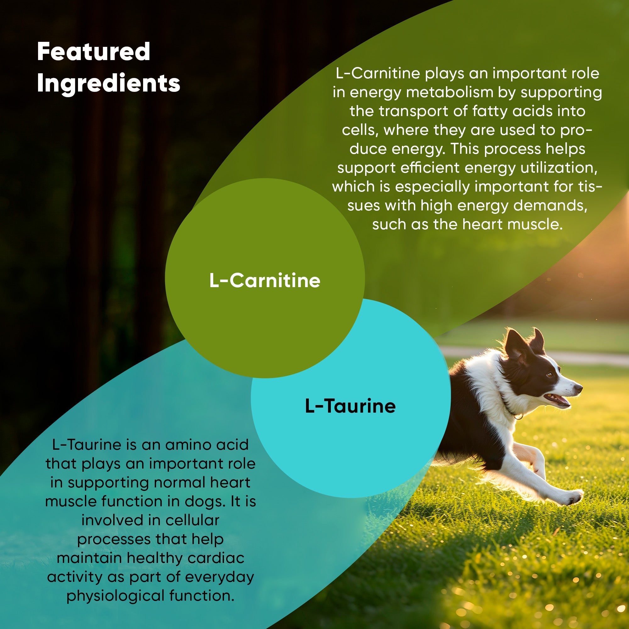 Cardio Support by Rooted Owl Pet Supplements