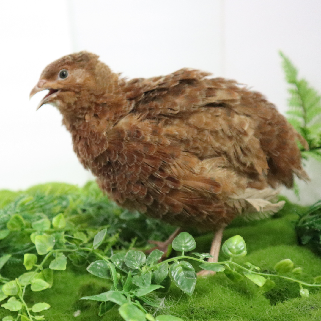 Red Range Coturnix Quail Hatching Eggs