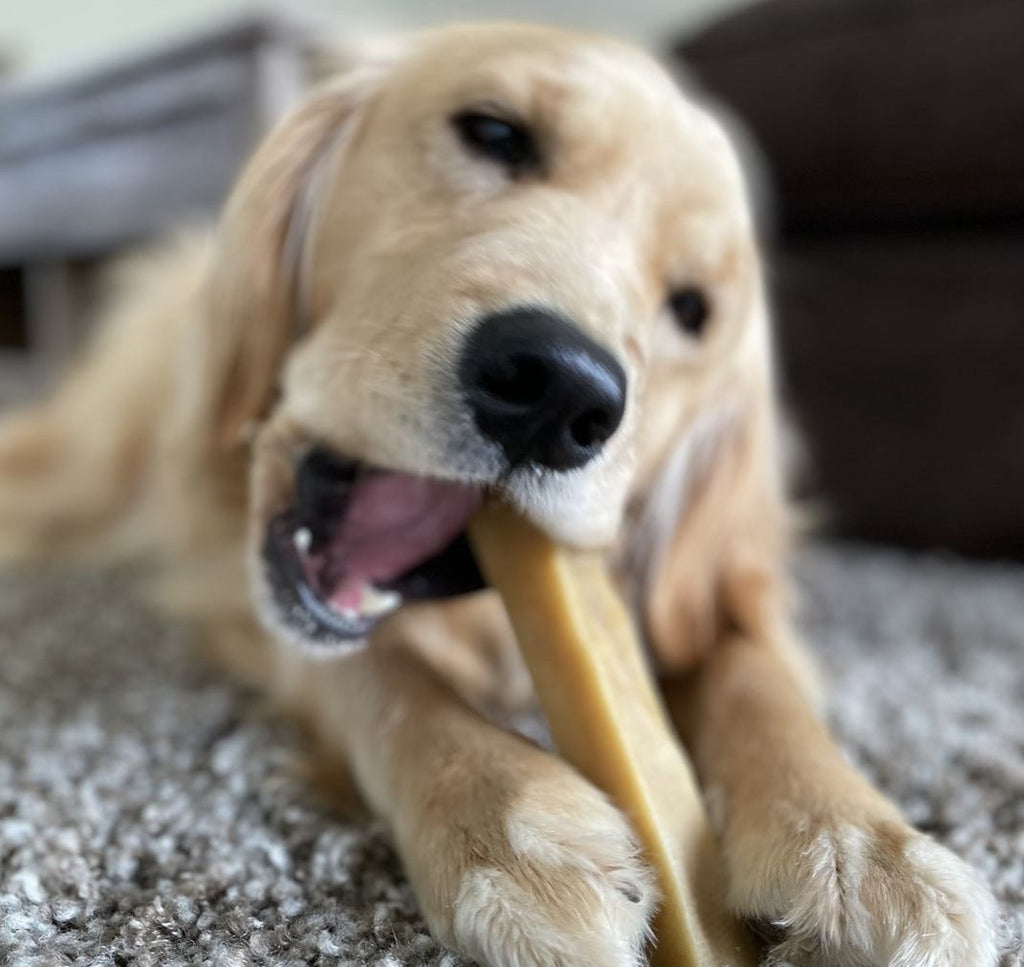 Himalayan Yak Chew (LARGE) by Bully Bunches
