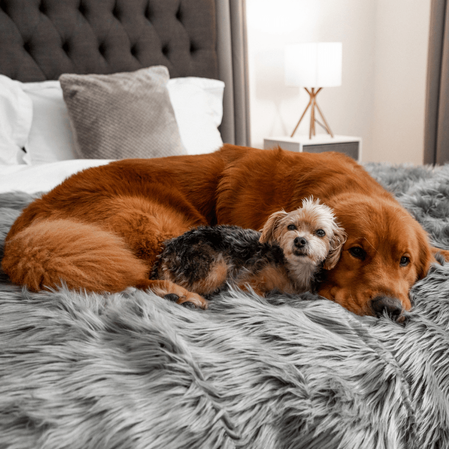 PupProtector™ Waterproof Throw Blanket - Charcoal Grey by Paw.com