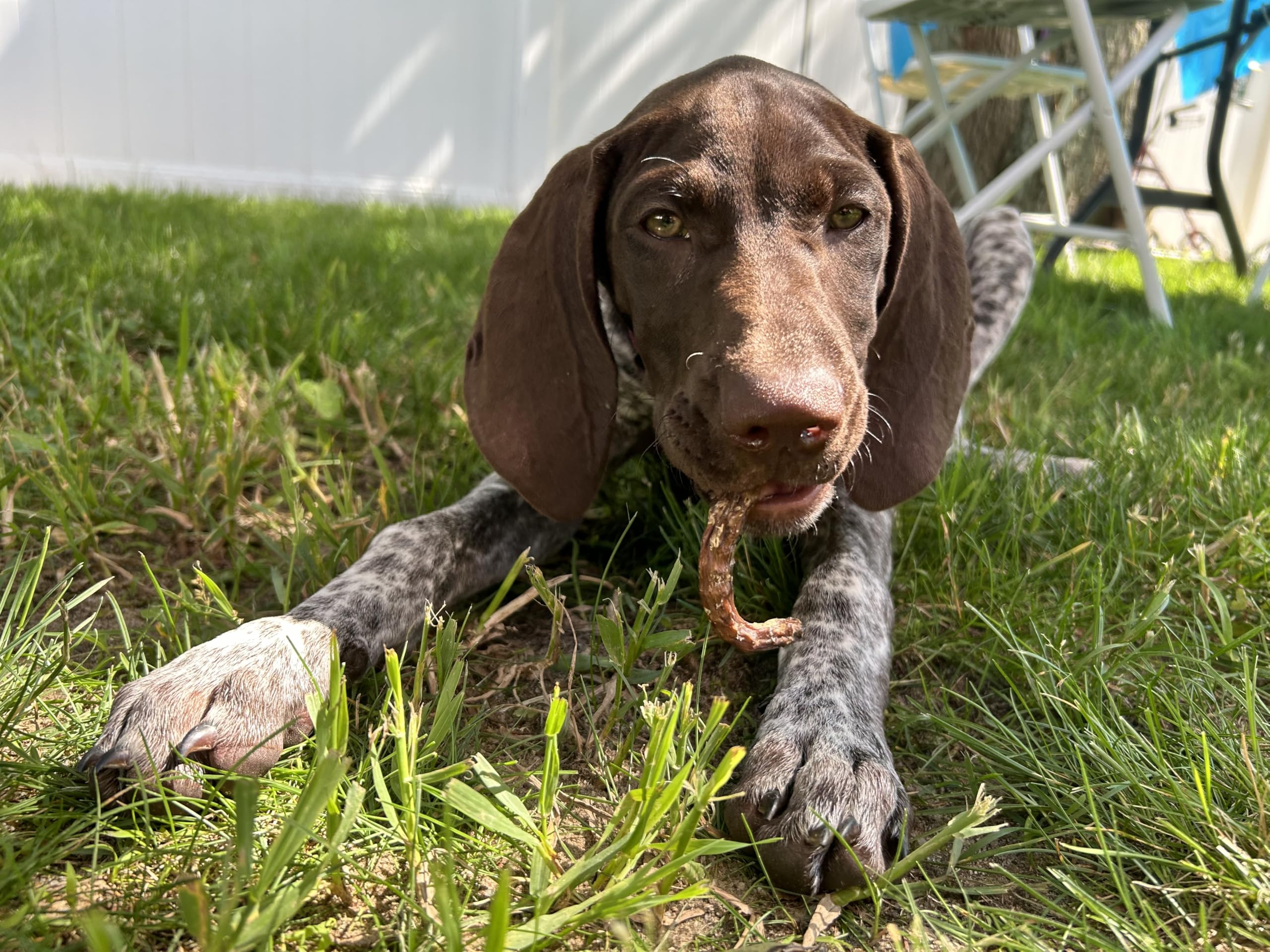 Organically Fed Quail Crunch Sticks and Legs - Healthy and Delicious Treat for Pets