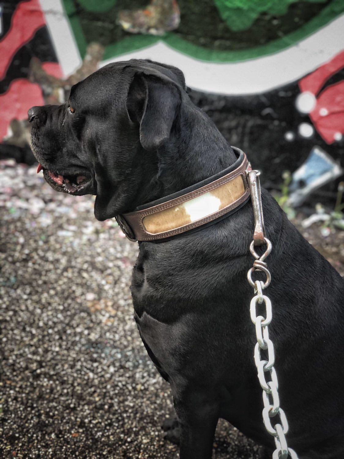 "Buffalo" collar by Bestia Dog Gear