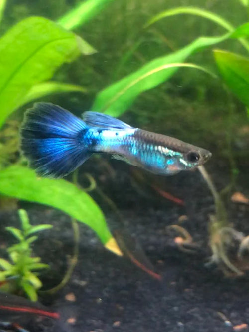 Blue Diamond guppy by Danaqua Live Fish & More