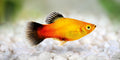 Sunburst Platy by Danaqua Live Fish & More