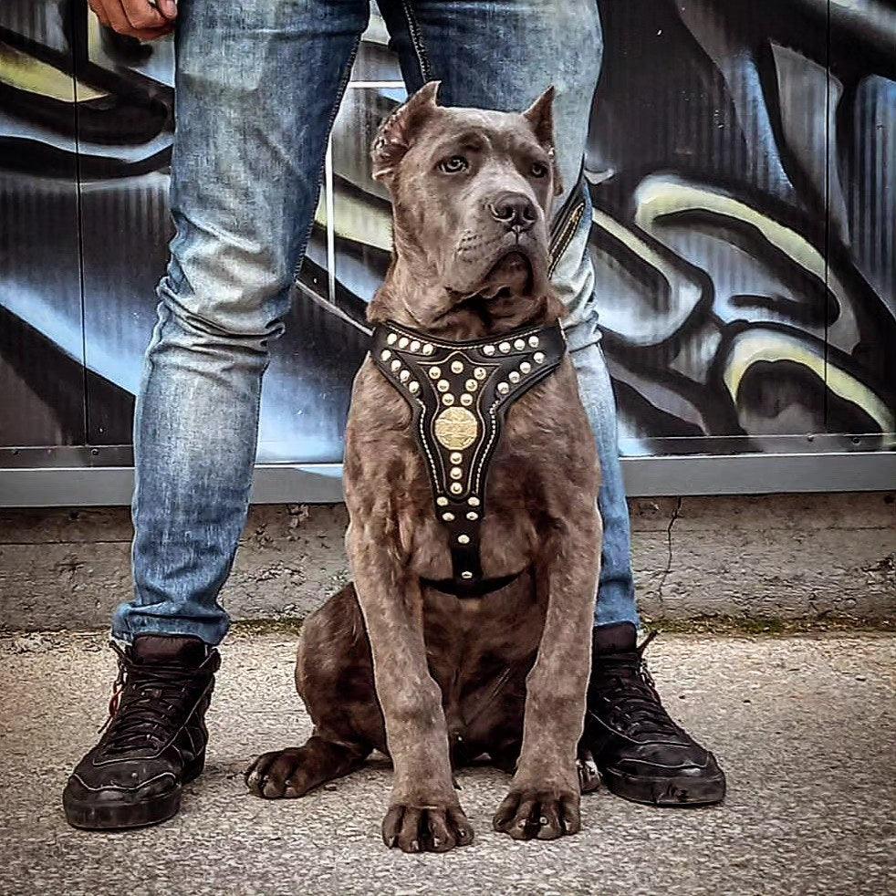 The ''Maximus'' harness V2 Medium Size by Bestia Dog Gear