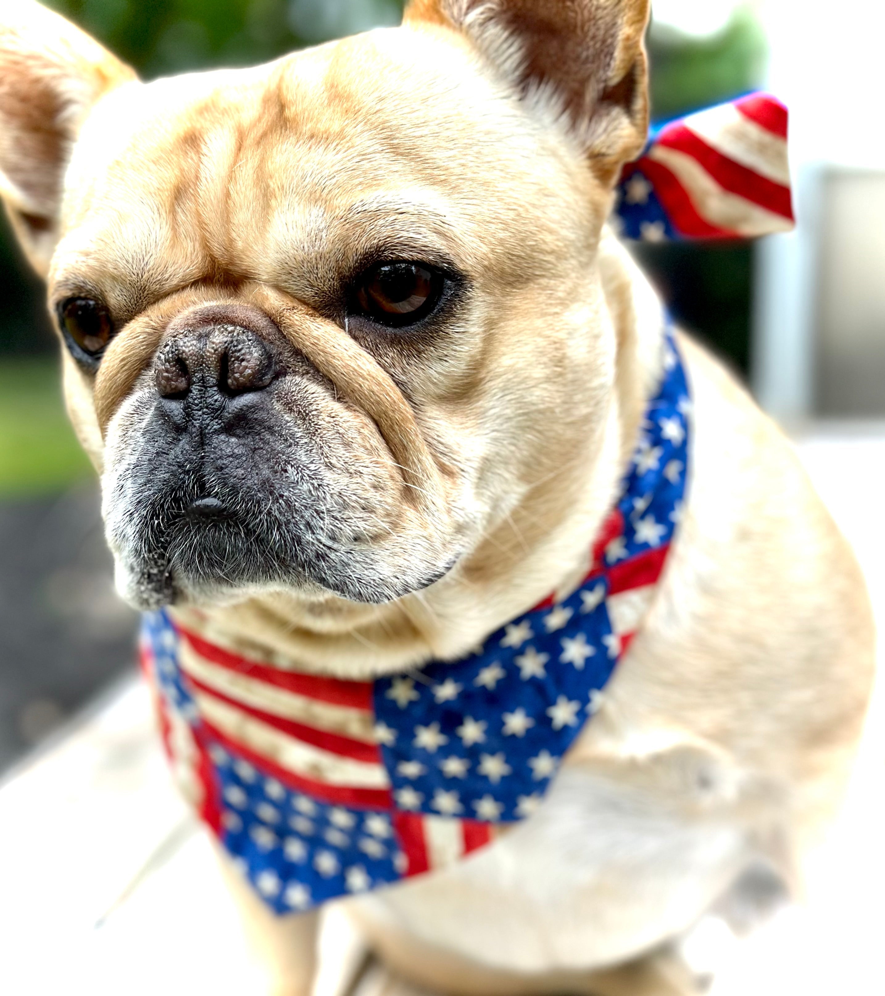 USA Dog Bandana by Happy Tails Outfitters
