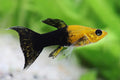 Gold Dust Lyretail Mollies by Danaqua Live Fish & More