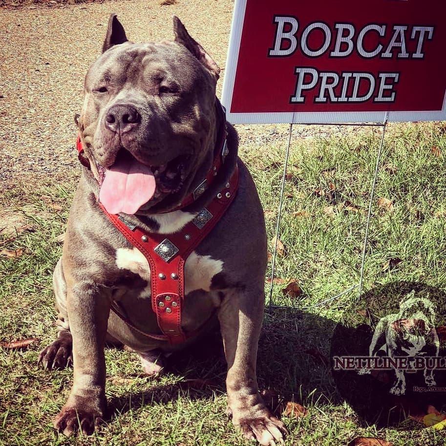 The "Eros" harness RED by Bestia Dog Gear