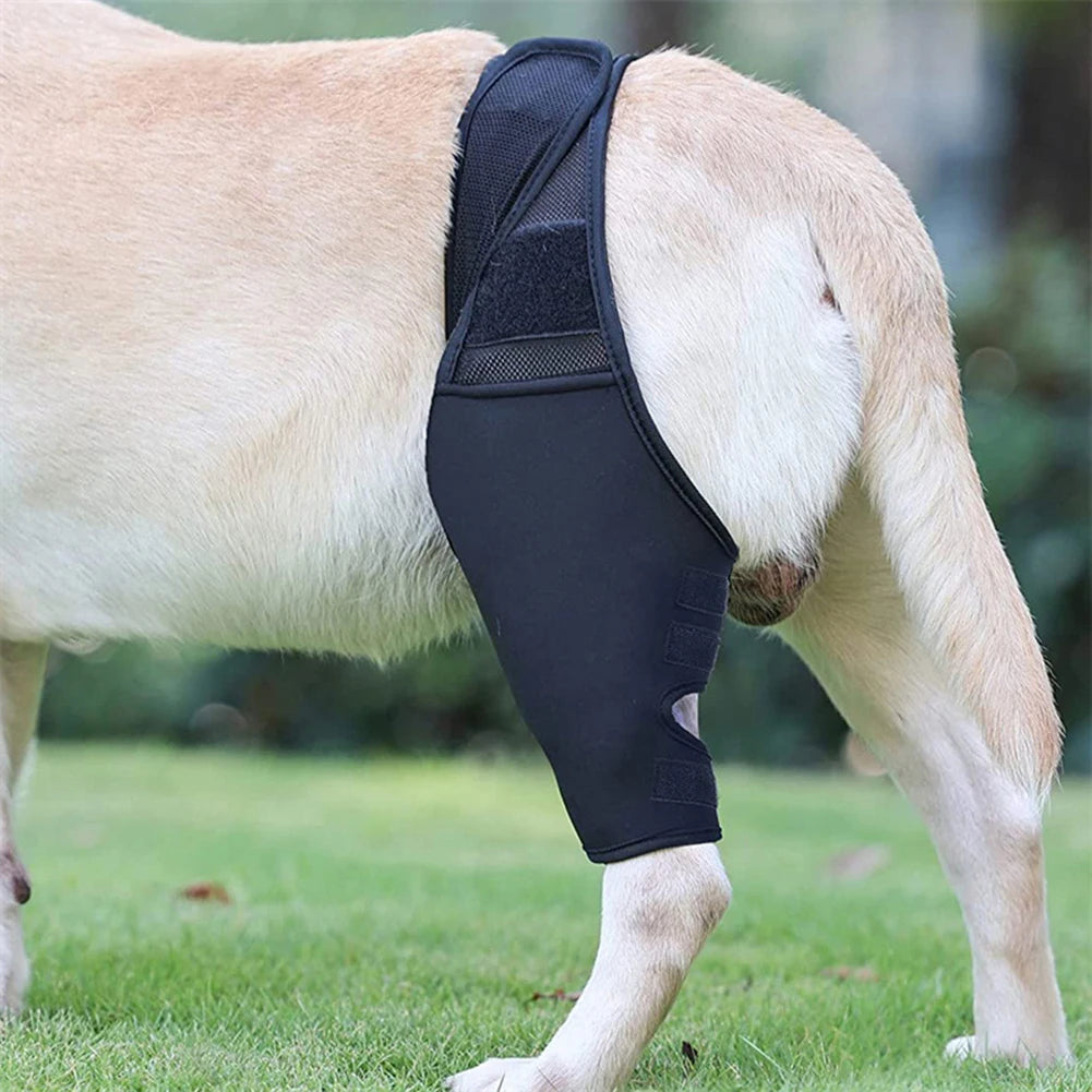 Universal Hip And Knee Brace And Protector For Dogs by Love My Pet