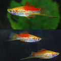 Pineapple Swordtail by Danaqua Live Fish & More