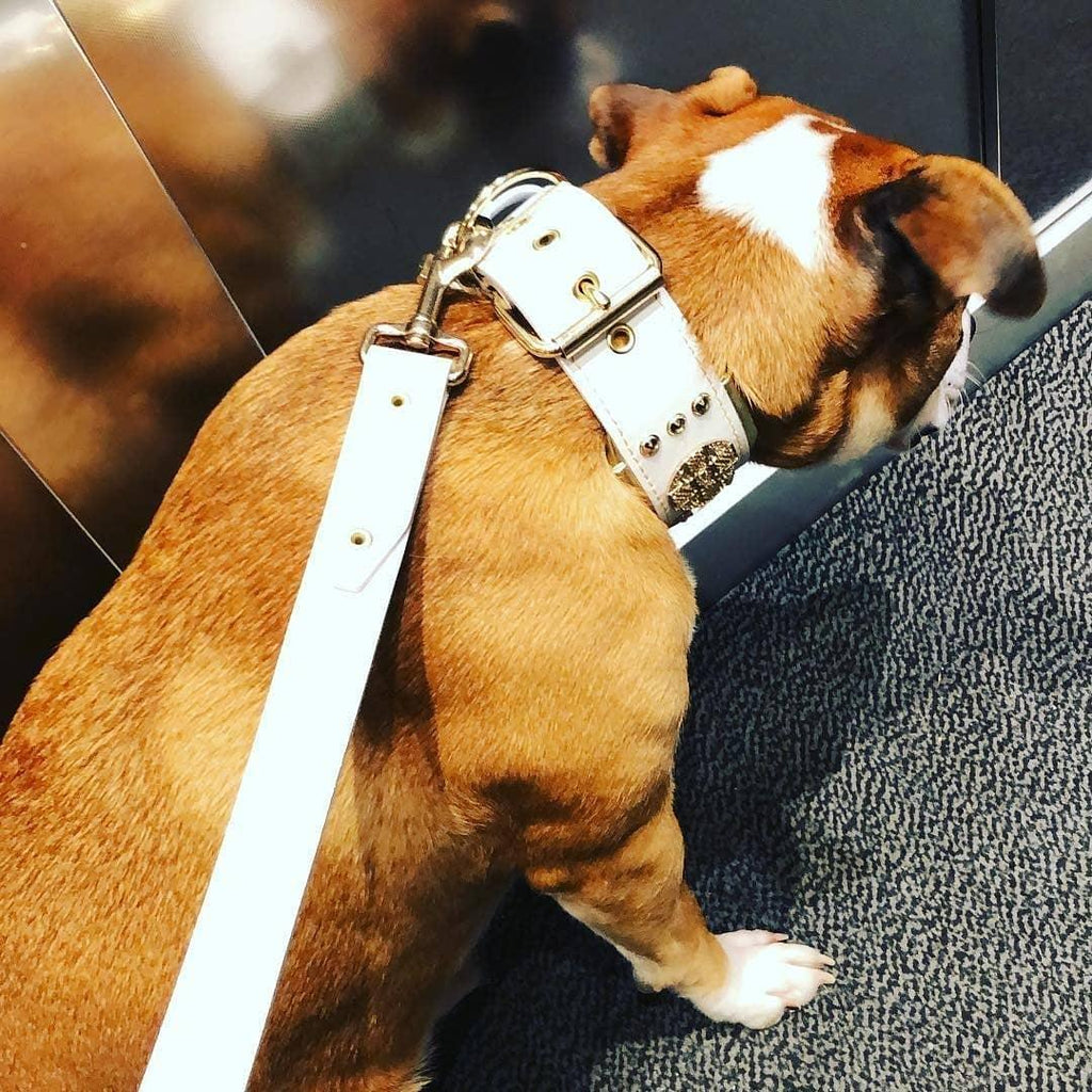 The "Maximus" leash white & gold by Bestia Dog Gear