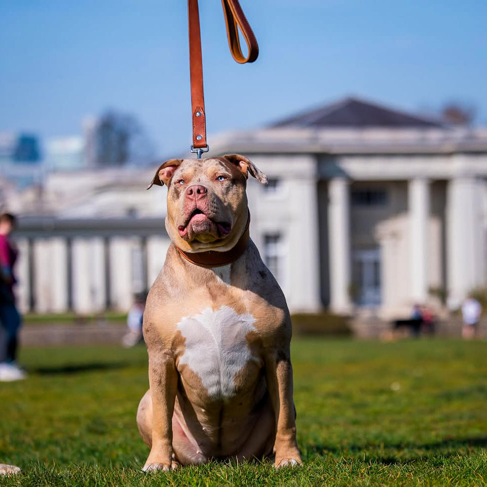 Plain "Style" collar brown by Bestia Dog Gear