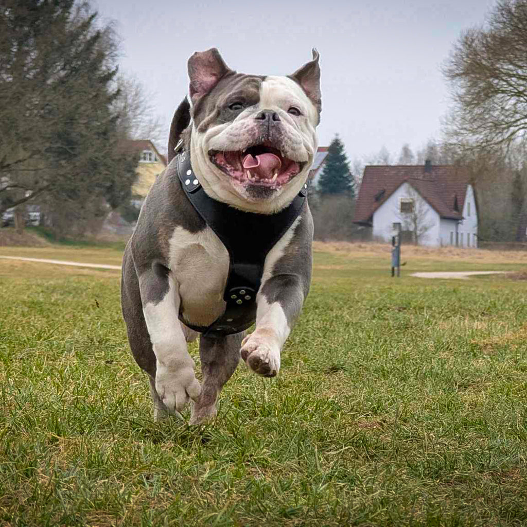 The ''Style'' harness Black by Bestia Dog Gear