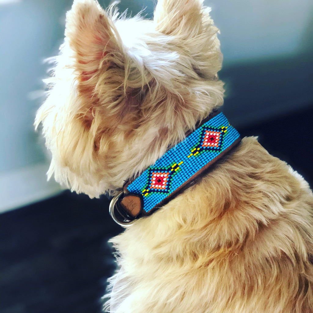 Blue Vogue Sambboho dog collar by Sambboho