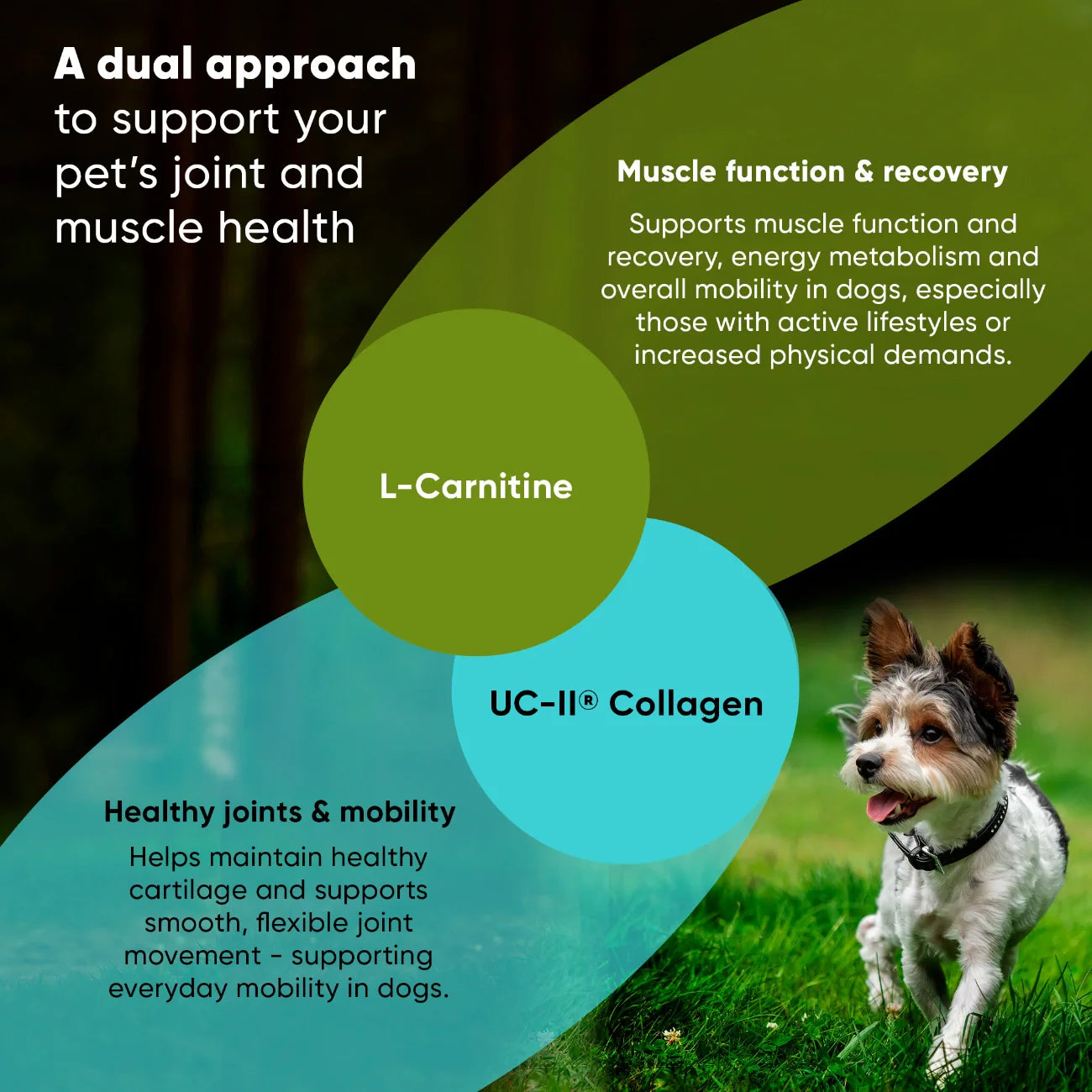 Joint & Muscle Health by Rooted Owl Pet Supplements