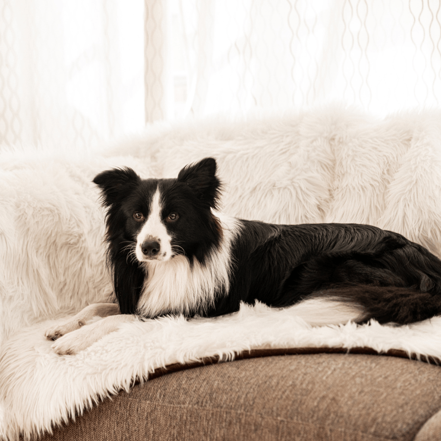 PupProtector™ Waterproof Throw Blanket - Polar White by Paw.com