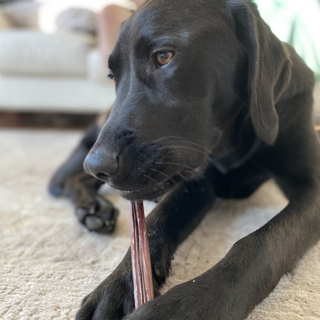 12 Inch Beef Jerky Stick by Bully Bunches