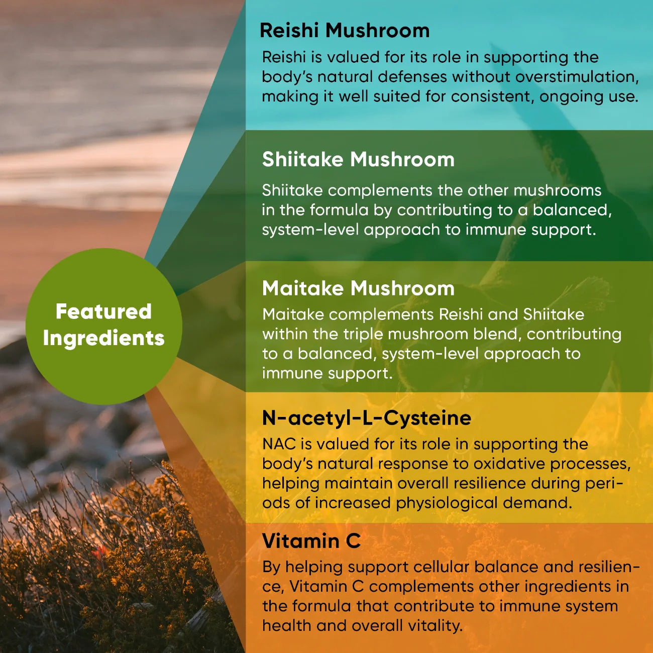 Mushroom Immune Support by Rooted Owl Pet Supplements