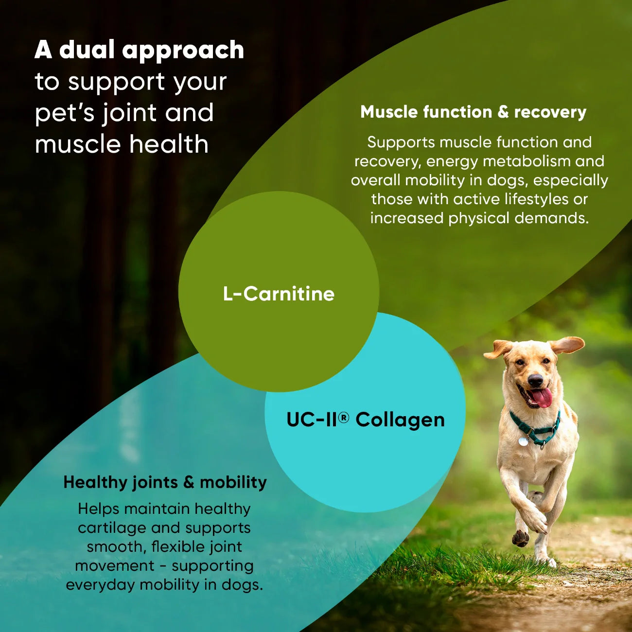 Joint & Muscle Health by Rooted Owl Pet Supplements