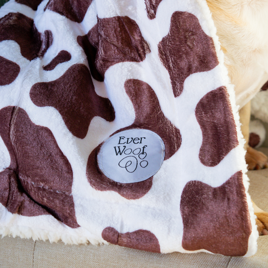 Chocolate Cow Dog Blanket by EverWoof