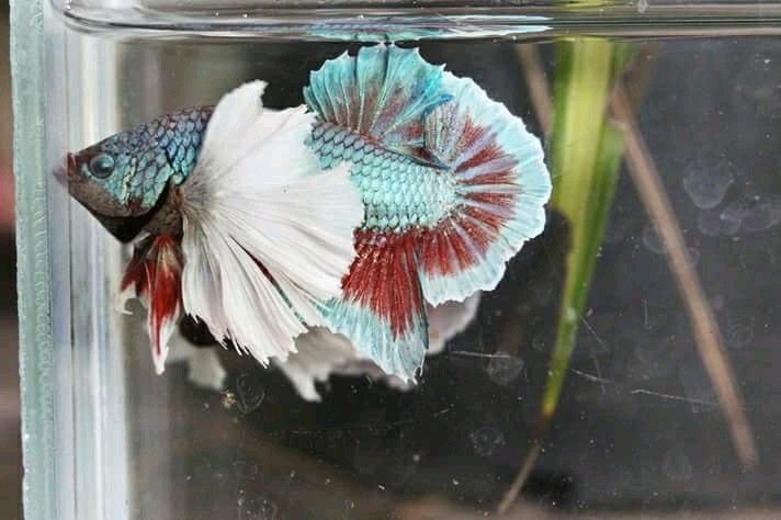 Elephant Ear Betta by Danaqua Live Fish & More