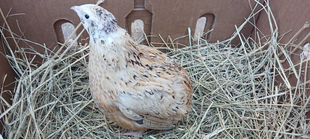 Jumbo Italian Quail Hatching Eggs by Quailz.com by Undique LLC