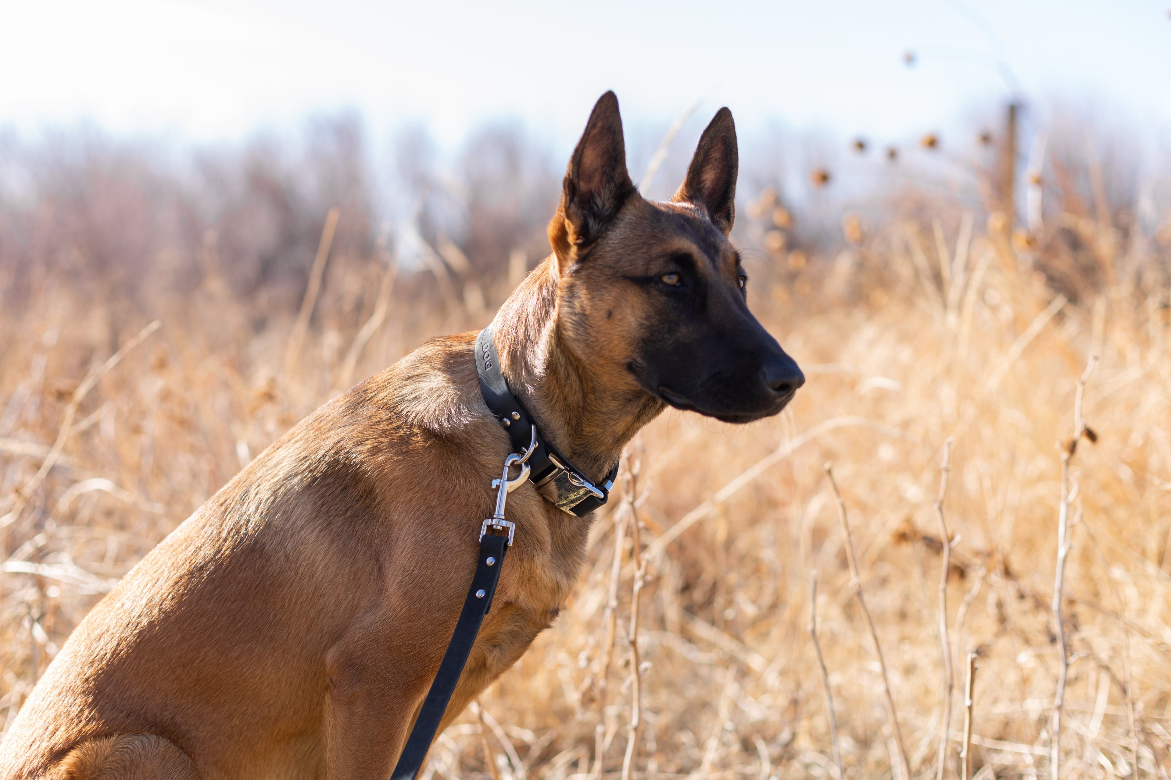 Modern Style Quick-Release Midnight Black Leather Dog Collar by Euro-Dog Collars and Leads