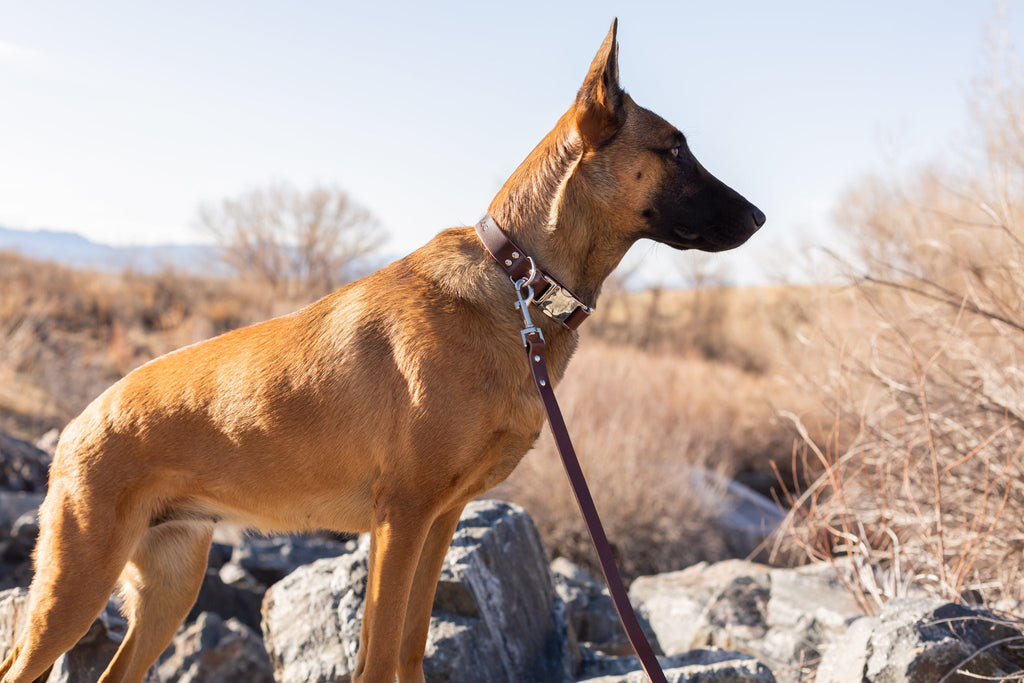 Modern Style Quick-Release Chocolate Leather Dog Collar by Euro-Dog Collars and Leads