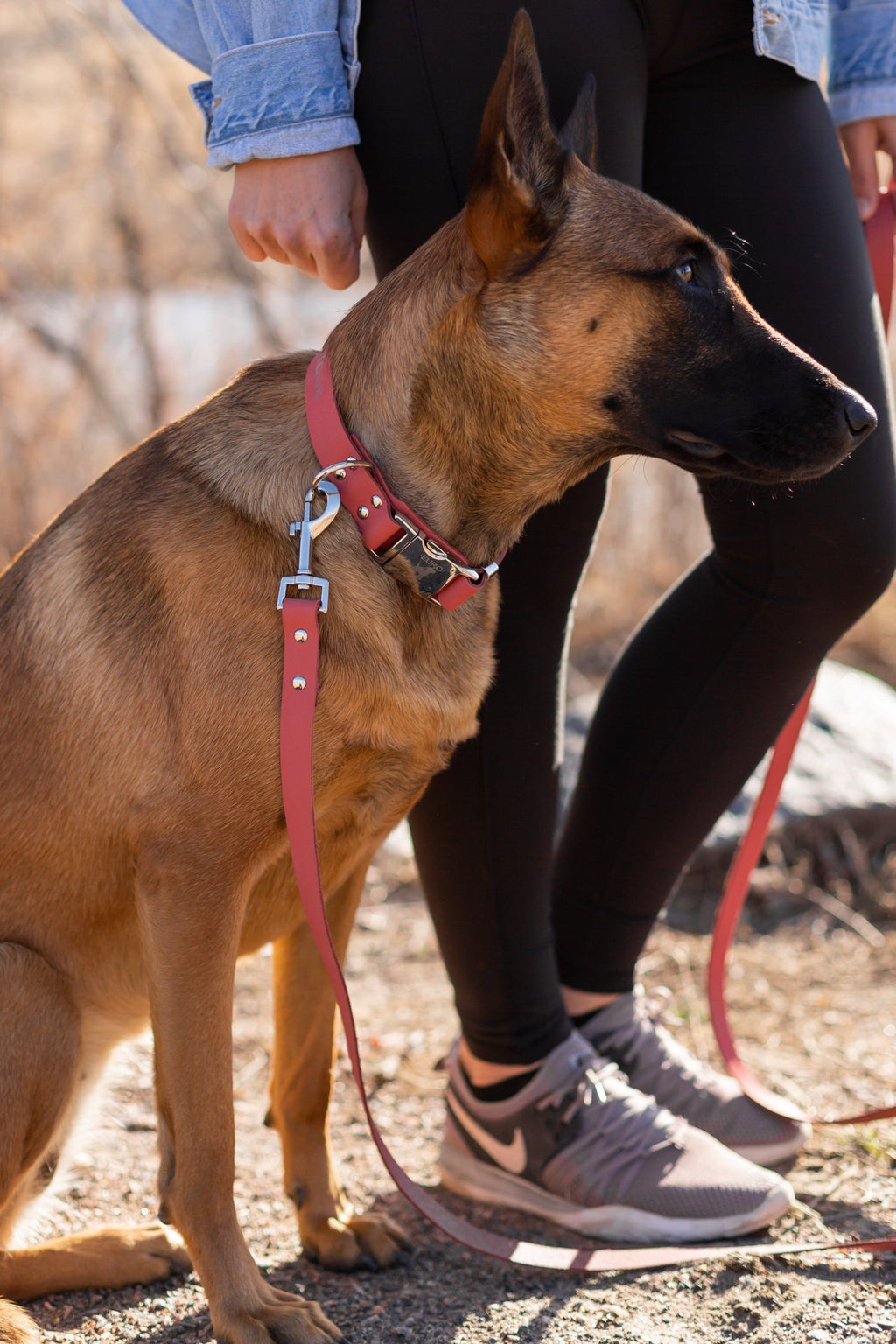 Modern Style Quick-Release Coral Reef Leather Dog Collar by Euro-Dog Collars and Leads